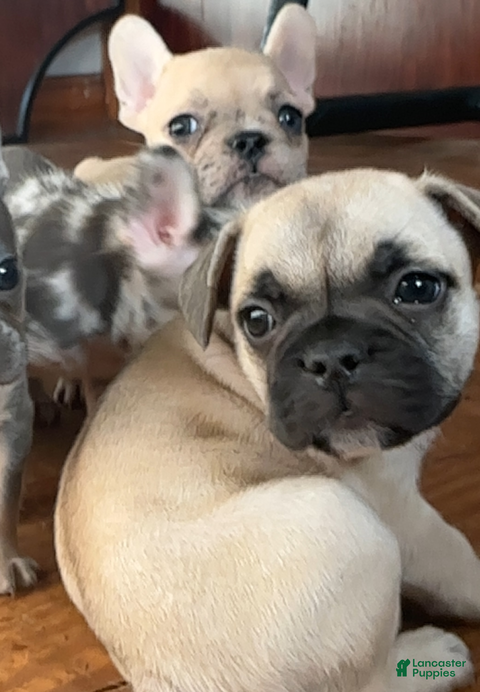 French Bulldog dogs Masked boy - Ad 29