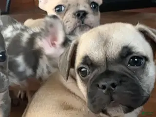 French Bulldog dogs Masked boy - Ad 29