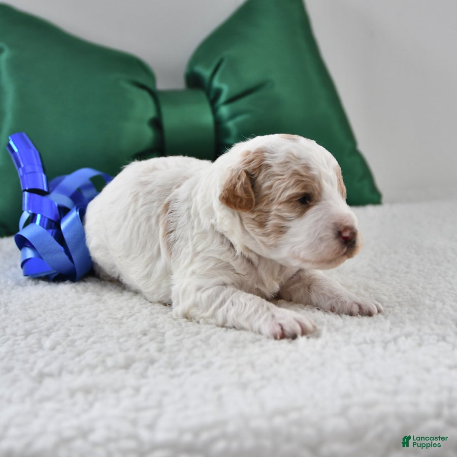 Mini Goldendoodle dogs Parker - Ad 36