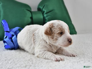 Mini Goldendoodle dogs Parker - Ad 36