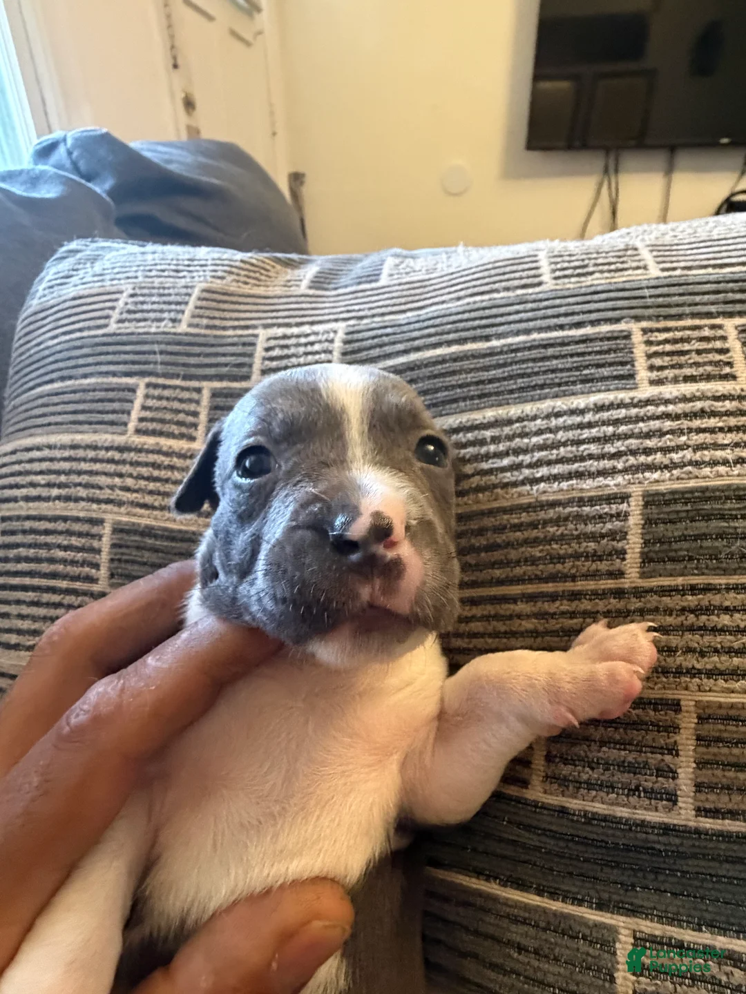 American Pit Bull Terrier dogs for sale: Diamond  - Ad 2