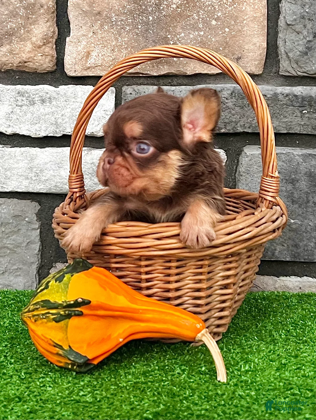 French Bulldog dogs for sale: French Bulldog 1 - Ad 6