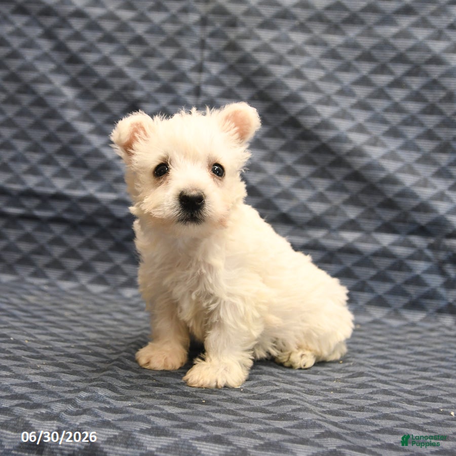 West Highland Terrier dogs Ginger - Ad 2
