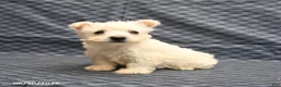 West Highland Terrier dogs for sale: Ginger - Ad 2