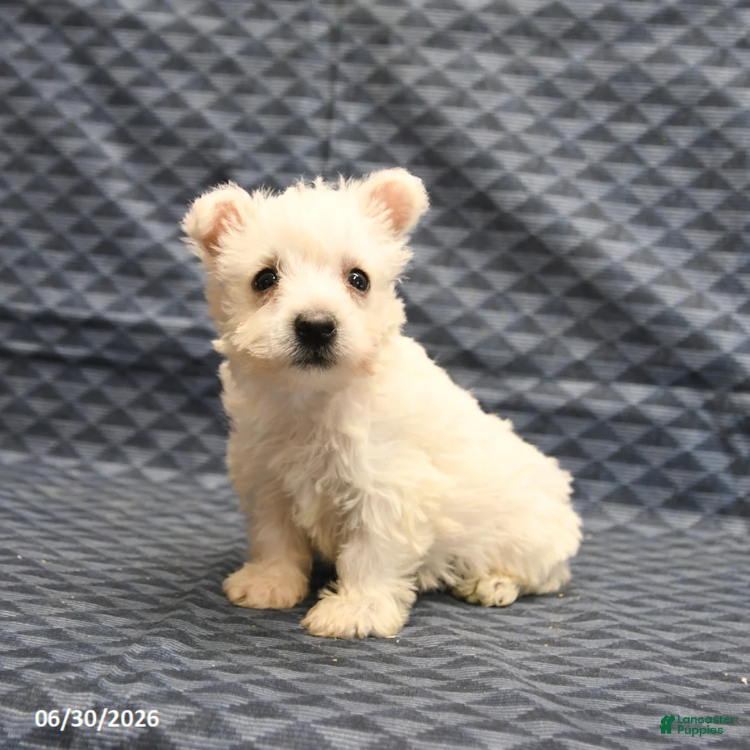 West Highland Terrier dogs for sale: Ginger - Ad 2