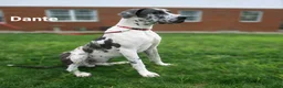 Great Dane dogs for sale: Chloe - Ad 12