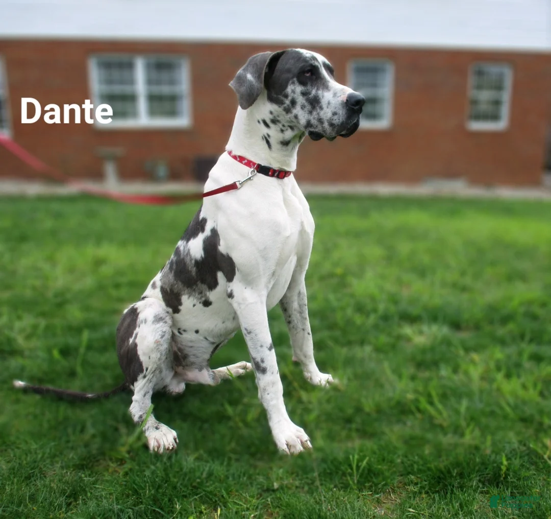 Great Dane dogs for sale: Chloe - Ad 12