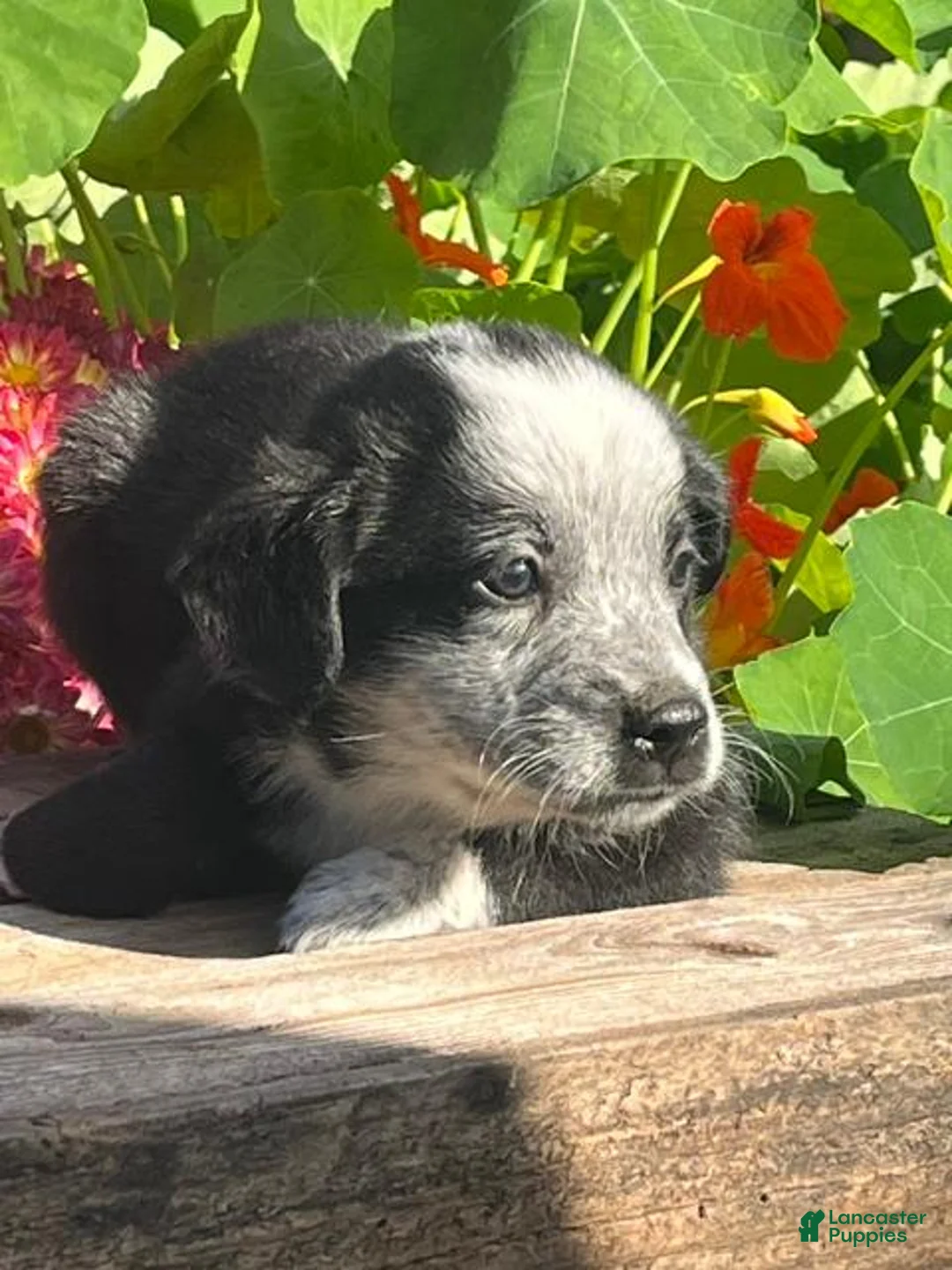 Mixed Breed dogs for sale: Rocky - Ad 1