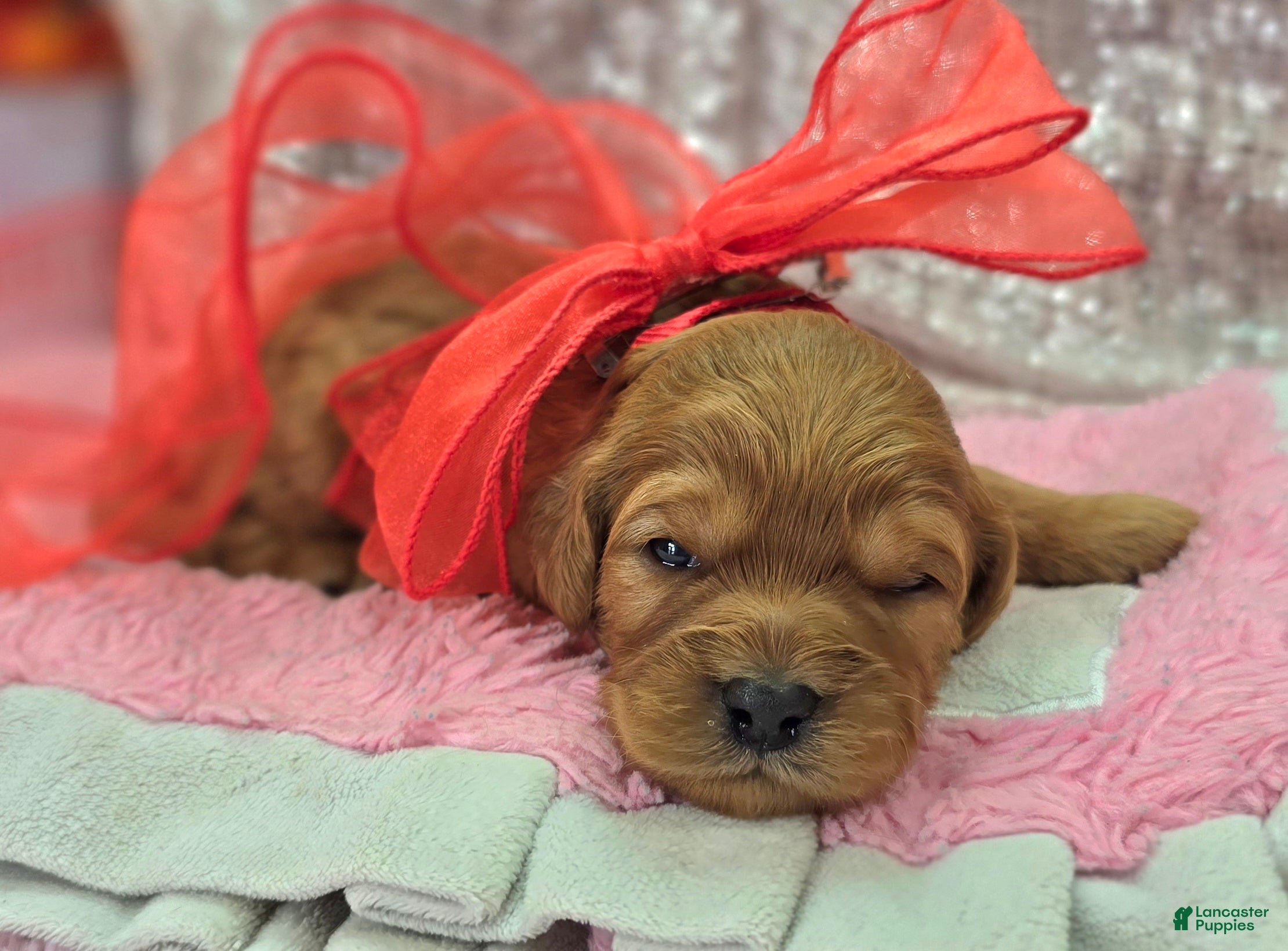 Cavapoo dogs Obsidian - Ad 23