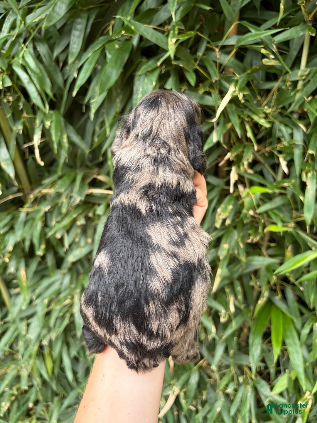 Cocker Spaniel dogs for sale: Cocker Spaniel 2 - Ad 2
