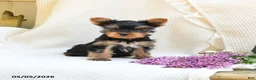 Yorkshire Terrier dogs for sale: Cricket - Ad 3