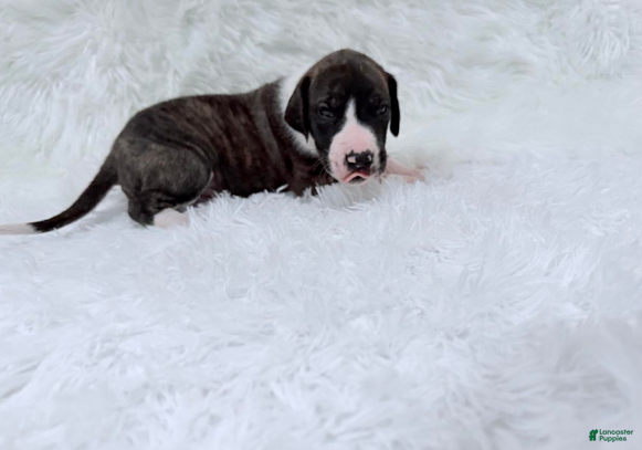 Great Dane dogs Baby Buck - Ad 2