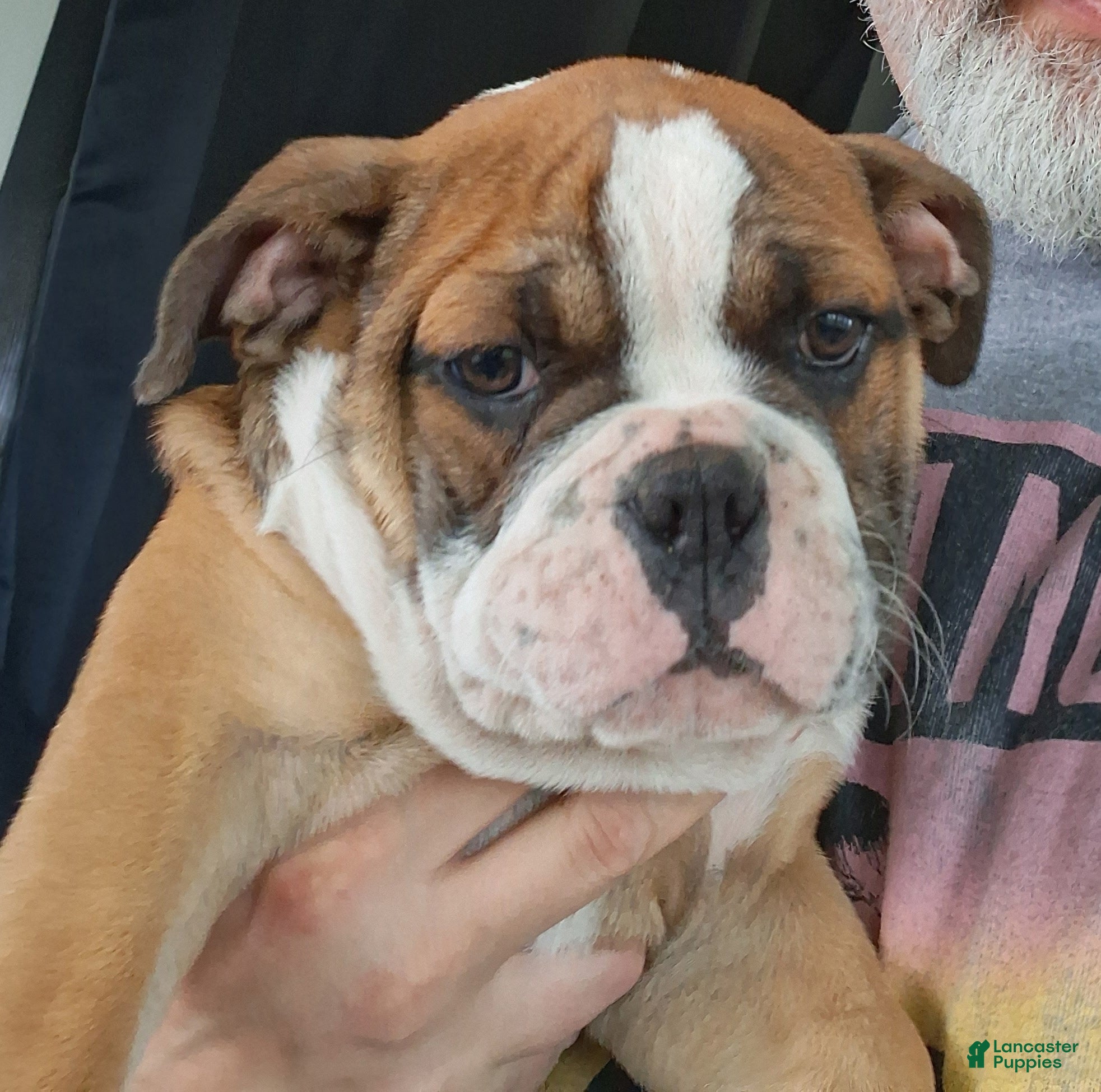 Olde English Bulldogge dogs Provolone  - Ad 1