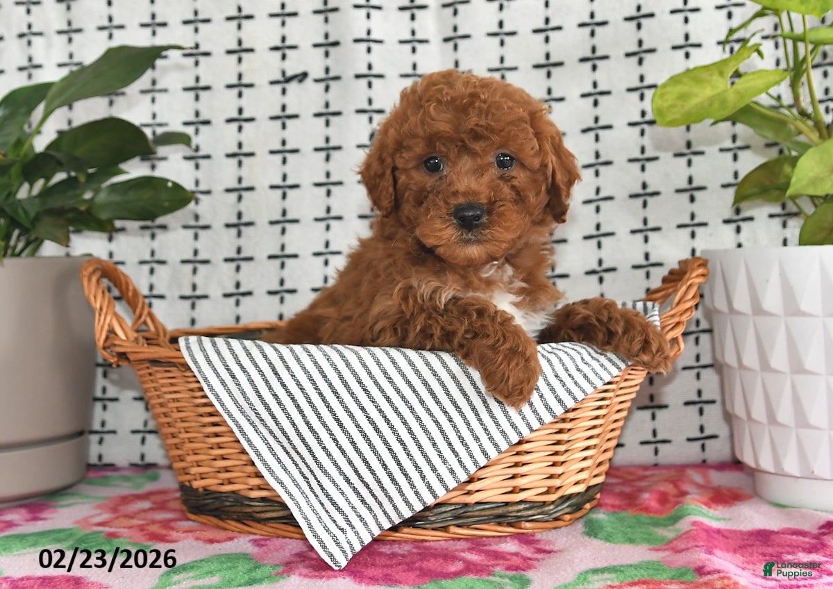 Goldendoodle dogs Ranger - Ad 1
