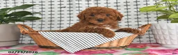 Goldendoodle dogs for sale: Ranger - Ad 1