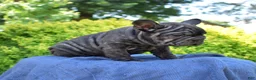 French Bulldog dogs for sale: Stormy - Ad 6