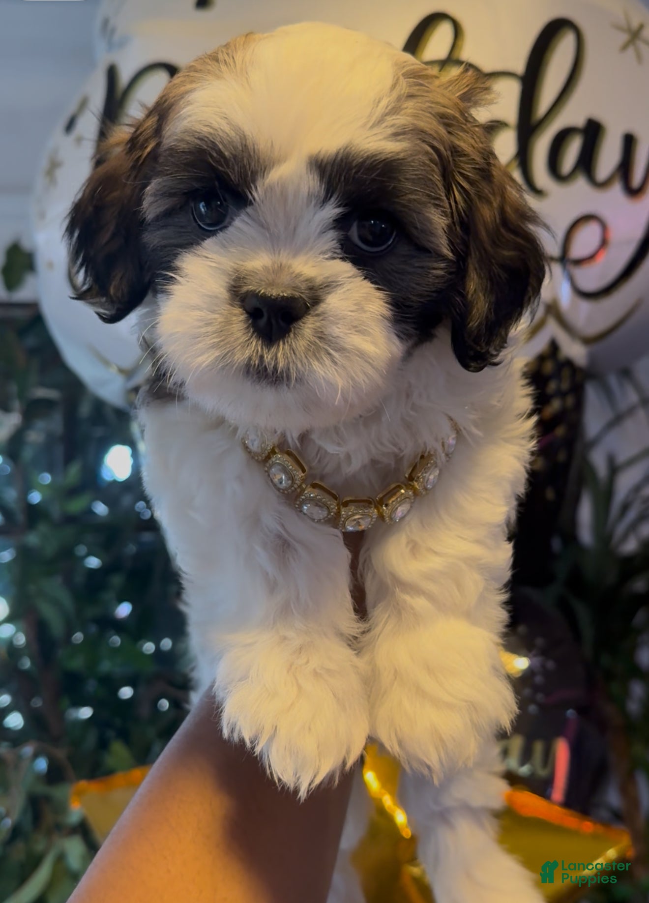 Shih Tzu dogs Shih Tzu Puppy 4 - Ad 6