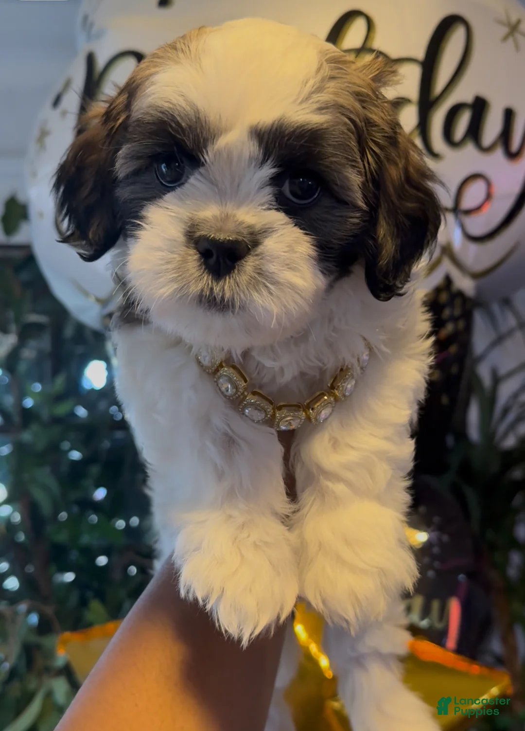 Shih Tzu dogs for sale: Shih Tzu Puppy 4 - Ad 1