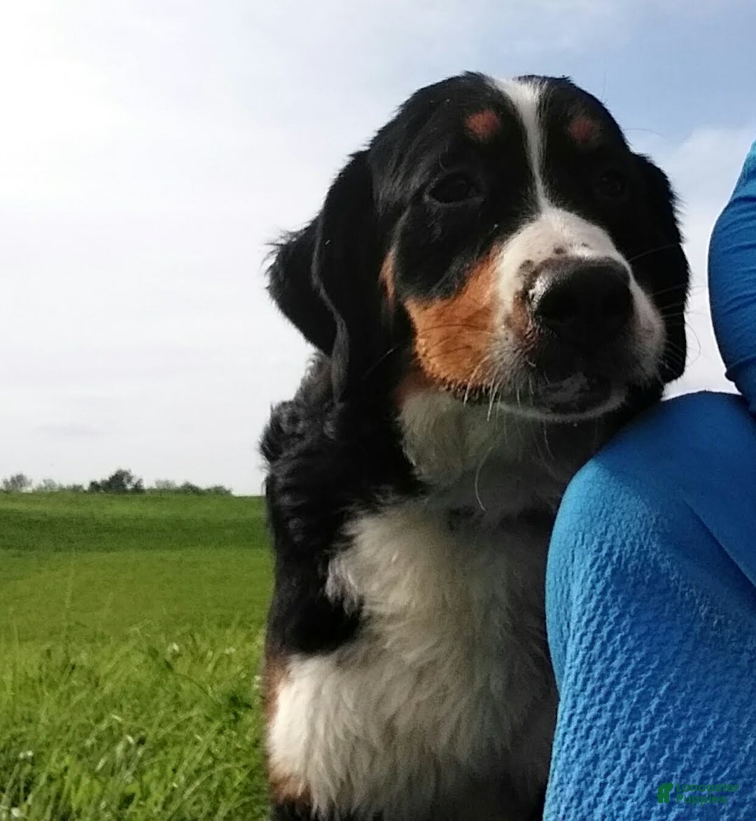 Gallery Image {{count}}