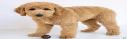 Goldendoodle dogs for sale: Biscuit - Ad 11