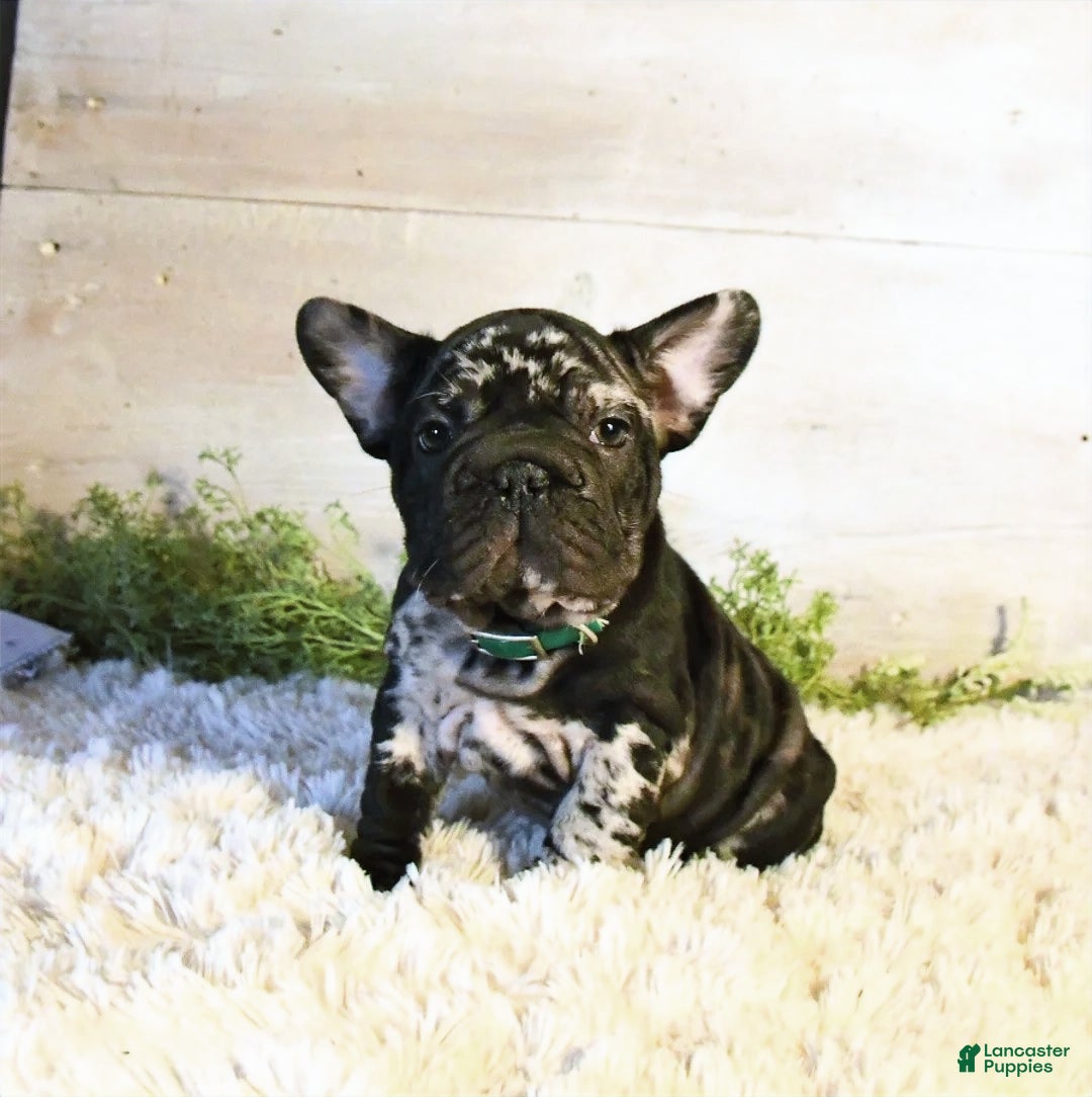 French Bulldog dogs for sale: Panda - Ad 1
