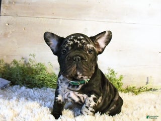 French Bulldog dogs Panda - Ad 27