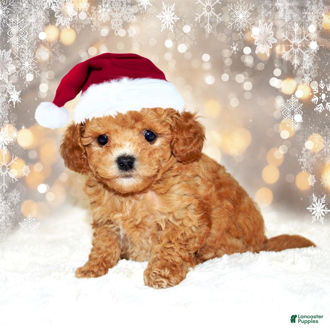 Bichpoo dogs for sale: Bichpoo Puppy 1 - Ad 3