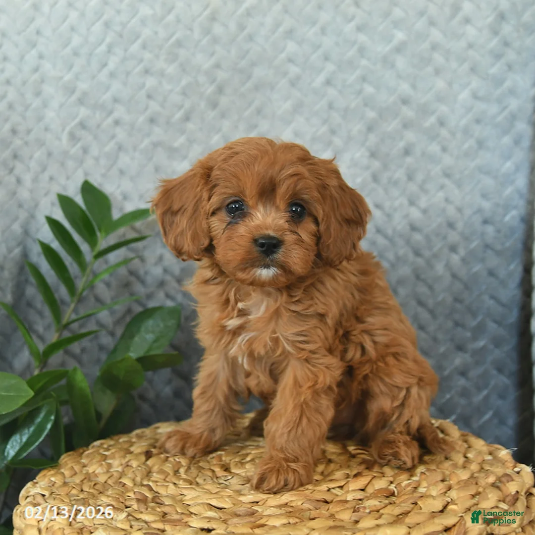 Cavapoo dogs for sale: Milo  - Ad 4