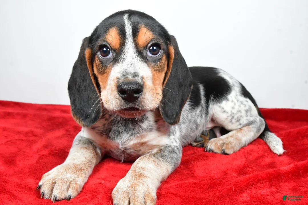 Beagle dogs for sale: Ronald - Ad 4