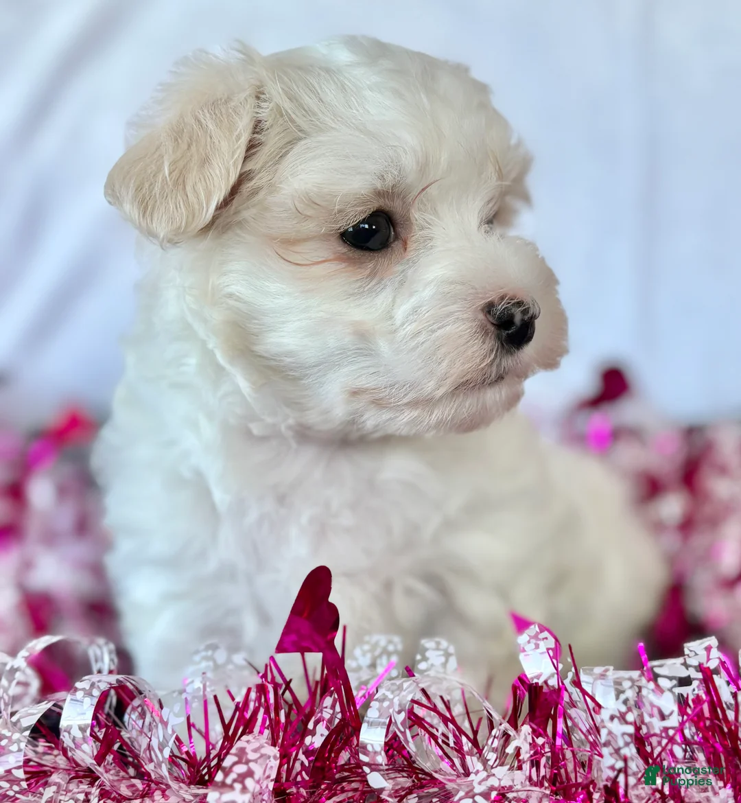 Maltese dogs for sale: Cody - Ad 14