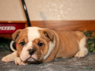 Mixed Breed dogs Puddin - Ad 3