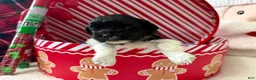 Shihpoo dogs for sale: Elphi - Ad 10