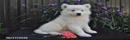 Samoyed dogs for sale: Rover - Ad 5