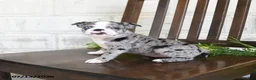 Boston Terrier dogs for sale: Izza - Ad 4