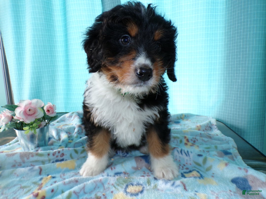 Mini Bernedoodle dogs for sale: Mini Bernedoodle Puppy 3 Brewster - Ad 3