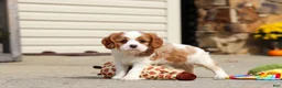 Cavalier King Charles Spaniel dogs for sale: Allie - Ad 13