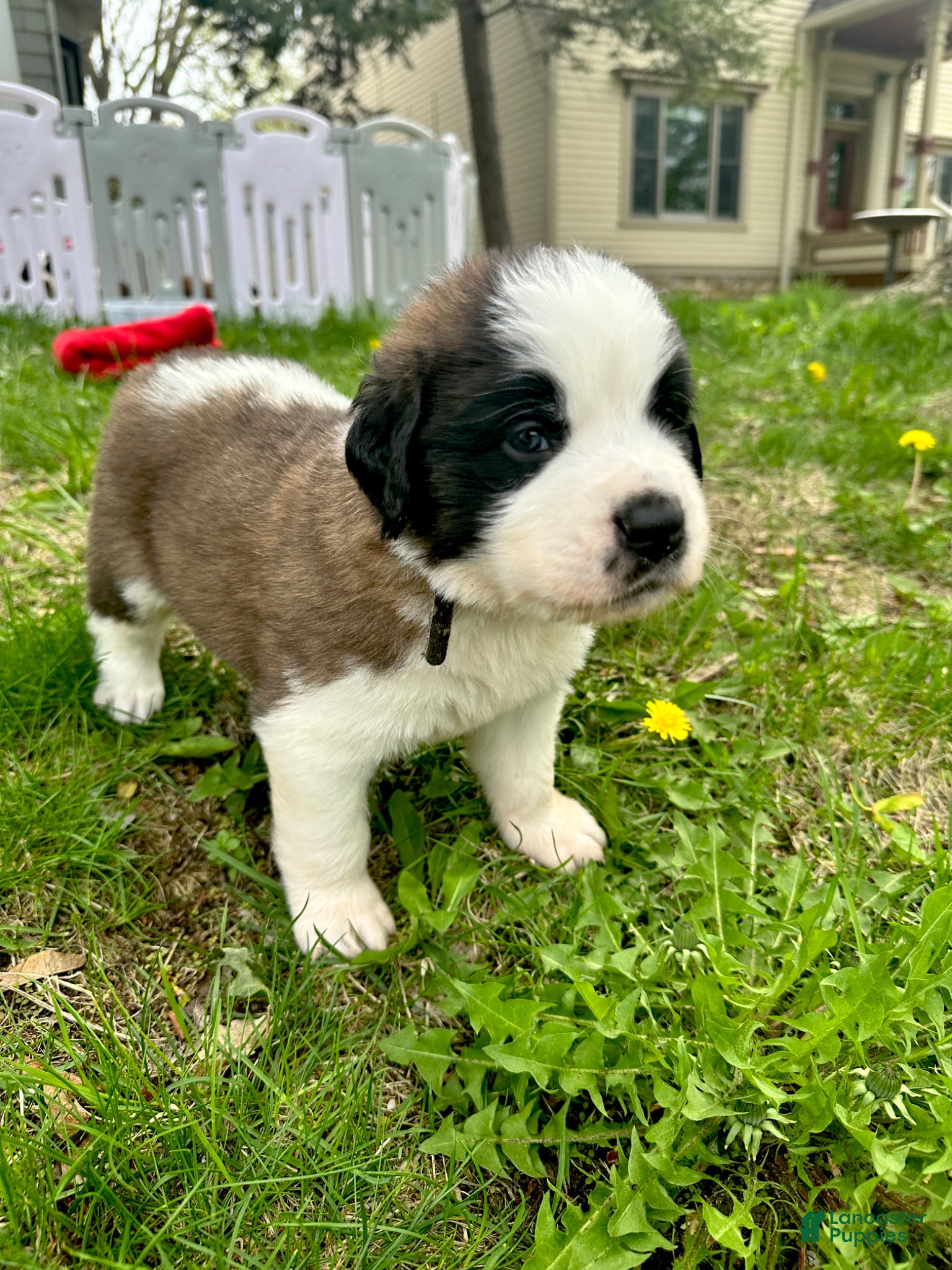 Saint Bernard dogs Brewster (Brew) - Ad 2