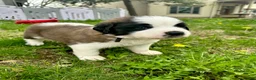 Saint Bernard dogs for sale: Brewster (Brew) - Ad 2