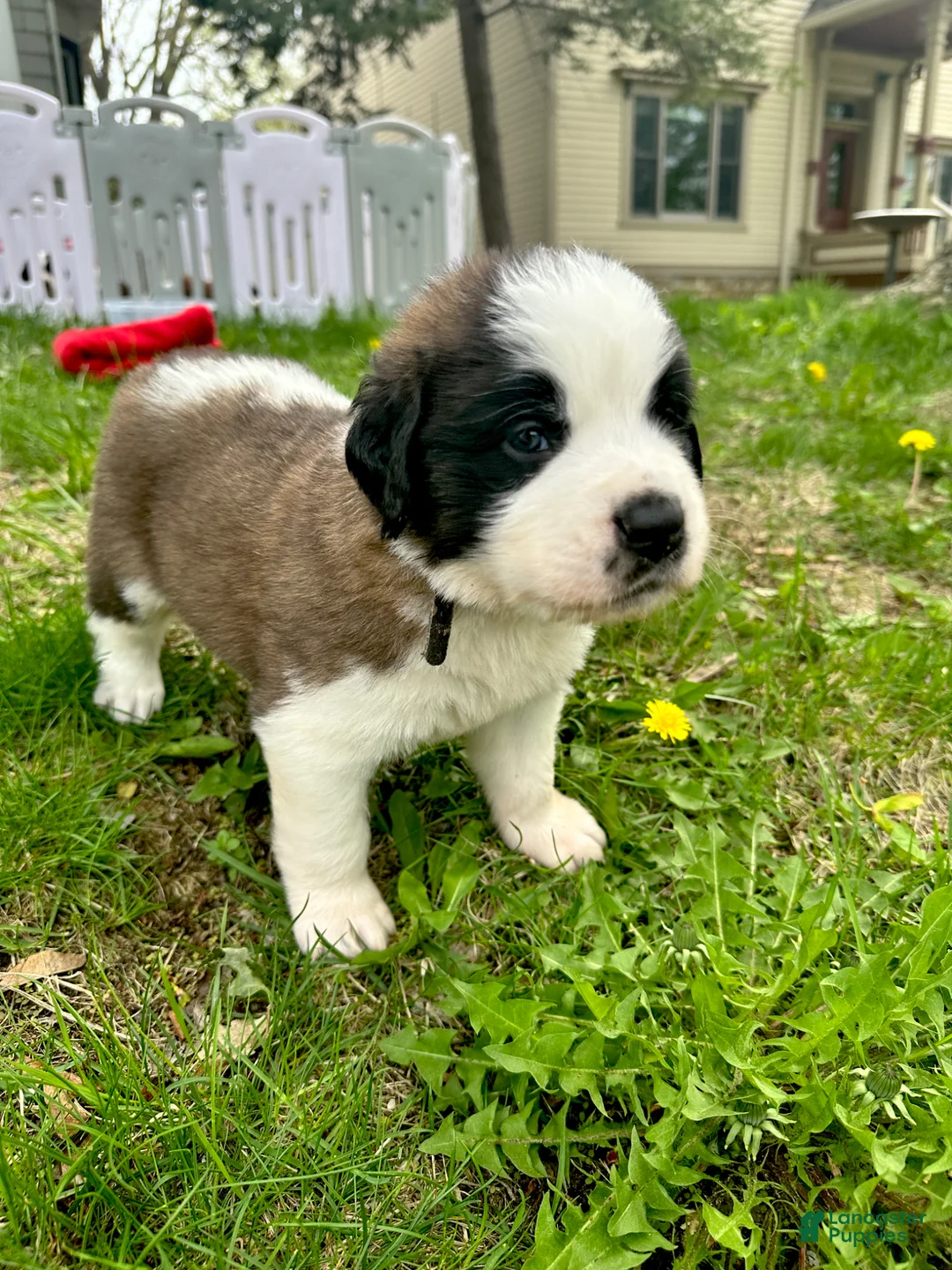 Saint Bernard dogs for sale: Brewster (Brew) - Ad 2