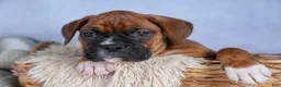 Boxer dogs for sale: Sarge  - Ad 17