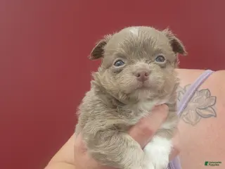 Chihuahua dogs Ash - Ad 19