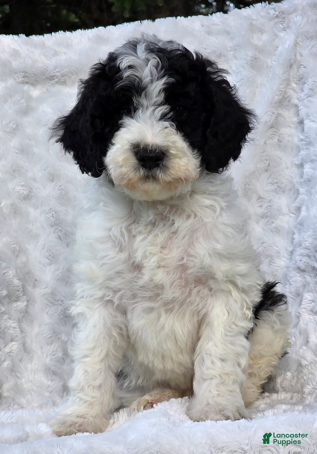 Mini Goldendoodle dogs for sale: Blaine - Ad 4