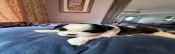 Shih Tzu dogs for sale: Shih Tzu 4 - Ad 4