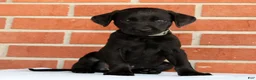 Labrador Retriever dogs for sale: Brady - Ad 8