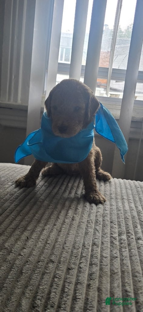 Goldendoodle dogs Boy 2 - Ad 1