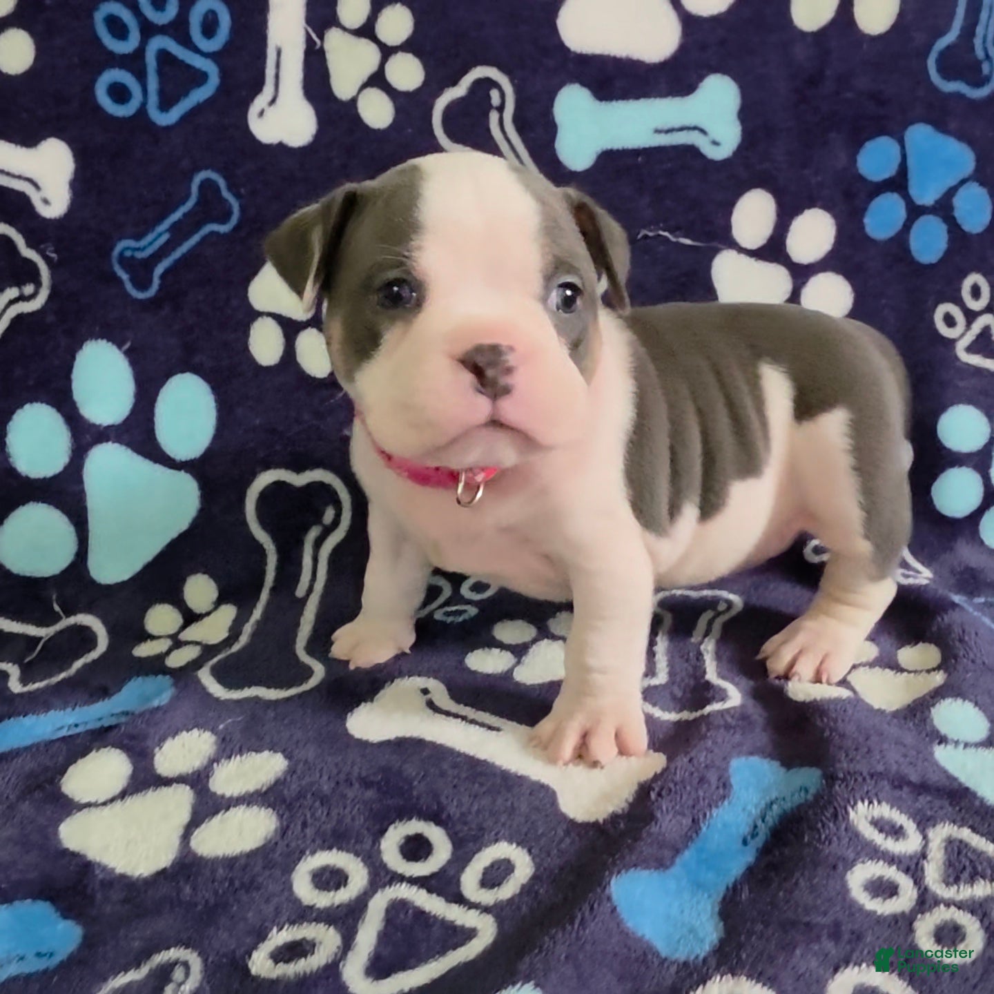 American Bully dogs Winter - Ad 1