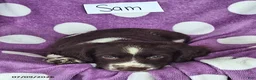 English Springer Spaniel dogs for sale: Sam - Ad 6