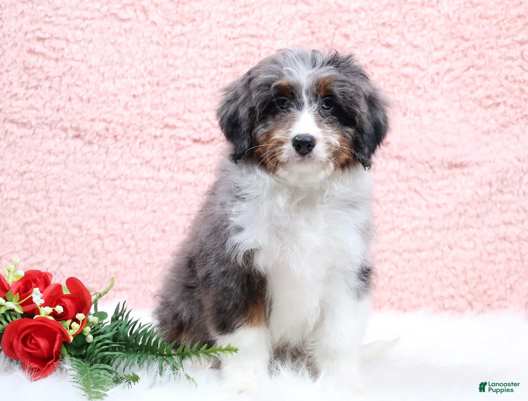 Mini Bernedoodle dogs for sale: Banjo - Ad 1