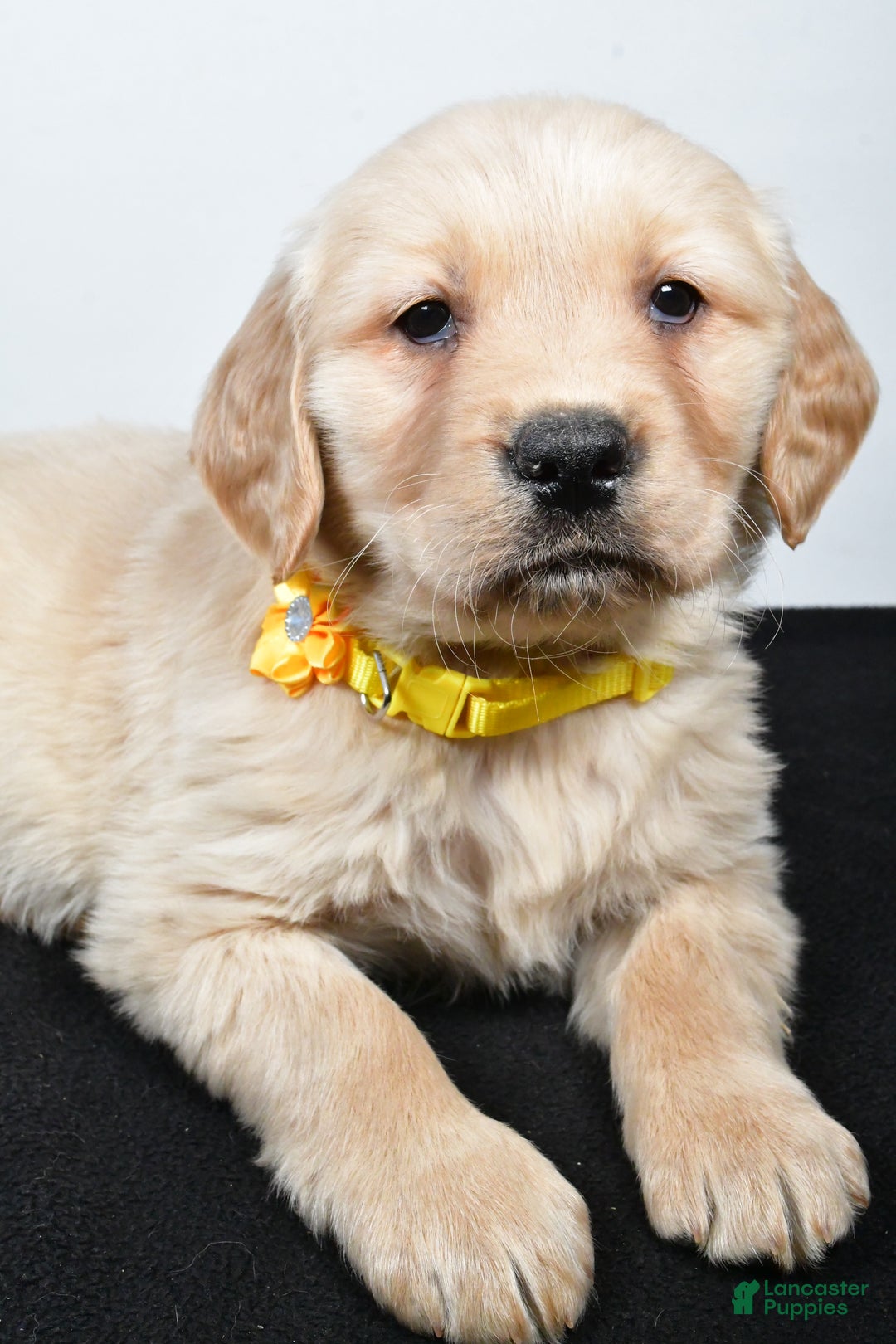 Golden Retriever dogs for sale: Joy - Ad 2