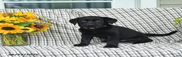 Labrador Retriever dogs for sale: Lucy - Ad 3